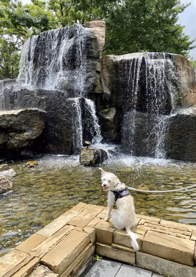 Myriad Botanical Gardens Dog Park photo 2